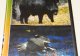 Диск DVD Охота на кабана и водоплавающую птицу