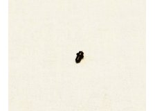 Гроза-021 Хорхе. Гнеток предохранителя 